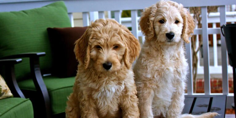 Discovering Goldendoodle Puppies in Port St. Lucie, FL